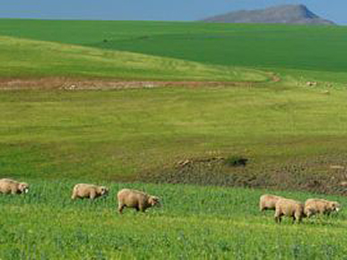 Cosy Insulation Pty Ltd work 2