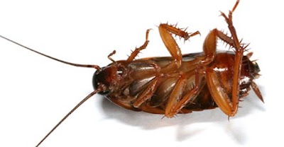 Critter Busters project 6