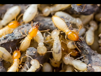 Critter Control Pest Management