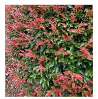 Damian's Gardening Services