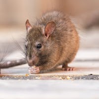 Dandenong Pest Control Pty Ltd