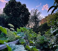 Darling Pea Garden Care