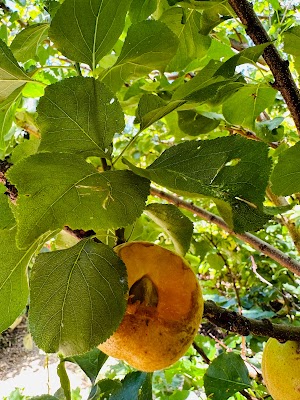 Darling Pea Garden Care project 5