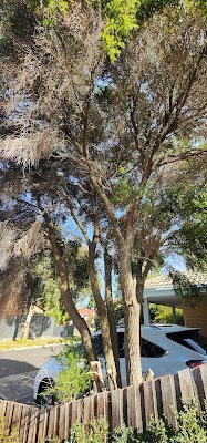 Eid Tree Services project 4