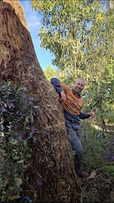 Eid Tree Services project 5