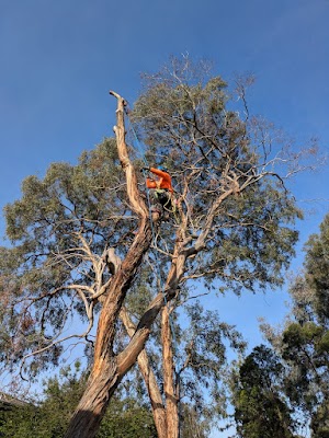 Eid Tree Services photo 1