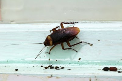 EMK Termite & Pest Control Sydney photo 2