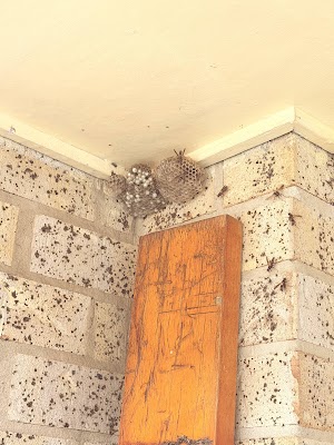 EMK Termite & Pest Control Sydney project 5