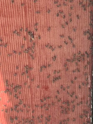 Enviro Safe Pest Control work 4