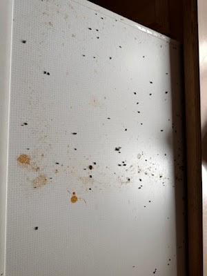 Enviro Safe Pest Control project 5