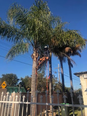 ENVIRO TREE WORKS project 5