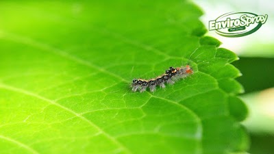 Envirospray - Pest Control Service work 4