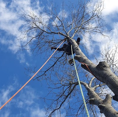 Erae's Tree Service photo 3