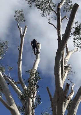 Erae's Tree Service project 6