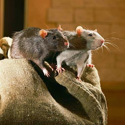 Exopest - A Flick Anticimex Company work 4