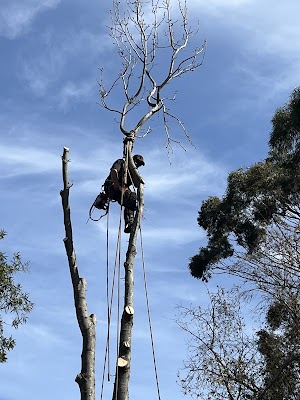 Final Cut Tree Solutions photo 2