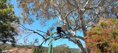 Final Cut Tree Solutions photo 3