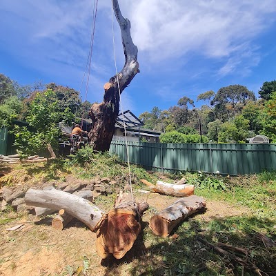 Final Cut Tree Solutions project 5