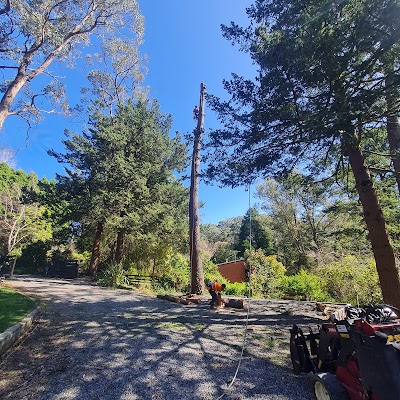 Final Cut Tree Solutions project 6