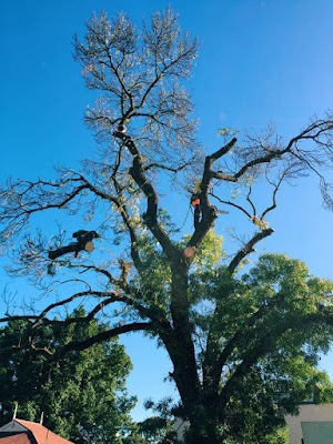 Final Cut Tree Solutions