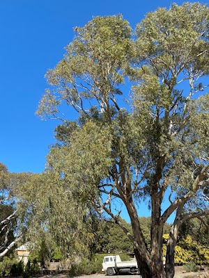 Five Acres Trees photo 2
