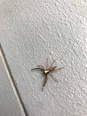 Fleet Pest Control work 2