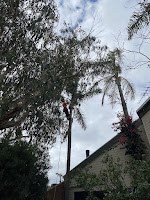 Forest Stump Tree Services