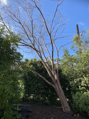 FTGU Tree Services work 4