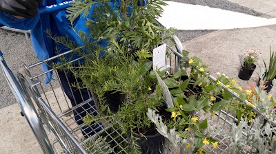 G Gay & Co Mitre 10 Sebastopol work 3