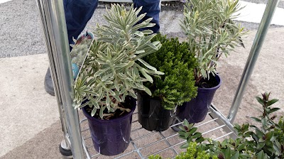 G Gay & Co Mitre 10 Sebastopol project 5