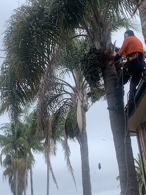GAP Tree Lopping Services photo 2