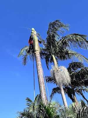 GAP Tree Lopping Services photo 3