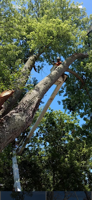 GAP Tree Lopping Services project 5