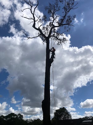 GAP Tree Lopping Services