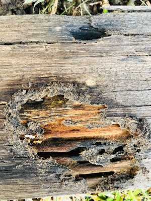 Gladiator Pest Solutions project 6