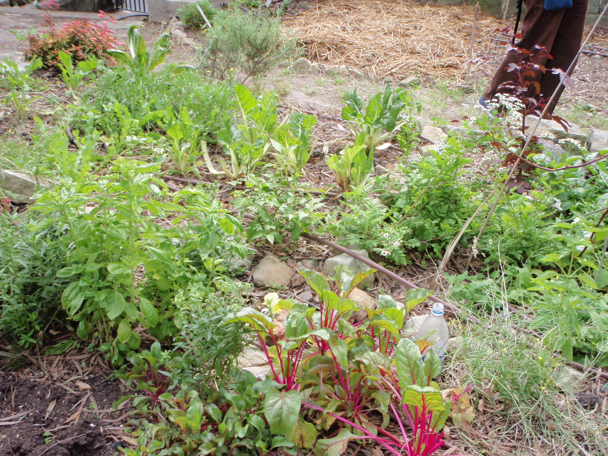 Glebe Community Gardens