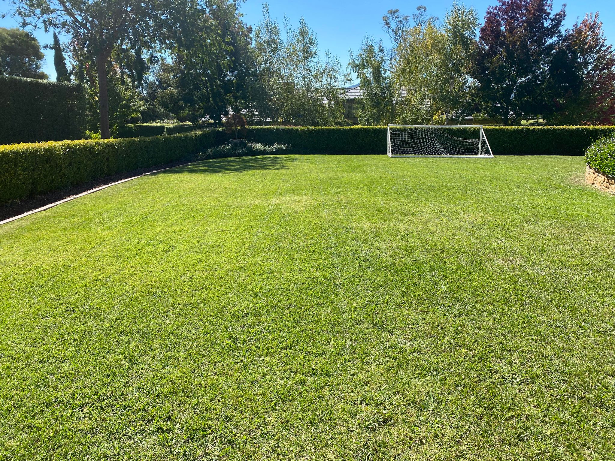 Golden Cane lawns