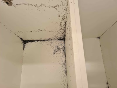 GT Pest Professionals project 4