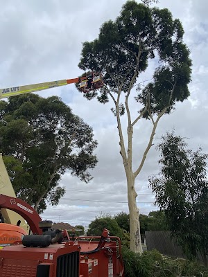 Gums To Roses Tree Care