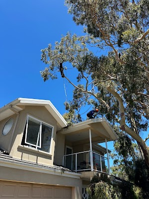 Harry's Yard: Tree Removal Services project 4