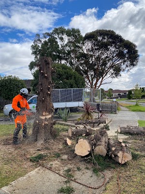 Harry's Yard: Tree Removal Services project 5