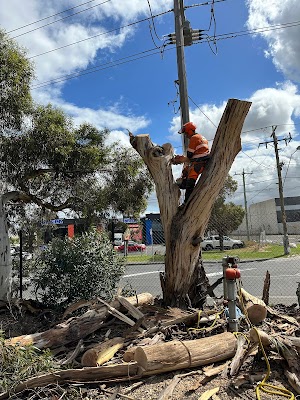 Harry's Yard: Tree Removal Services photo 1