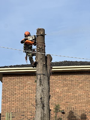 Harry's Yard: Tree Removal Services project 6