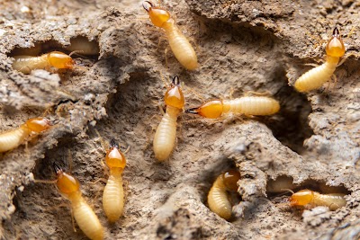 Hills Commercial Pest Control photo 2