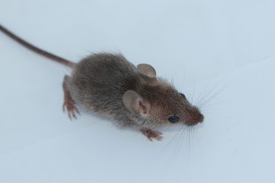 Hills Commercial Pest Control photo 3