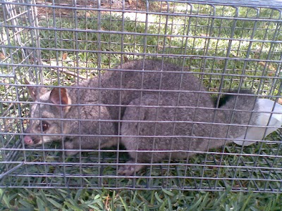 Hills Commercial Pest Control work 4