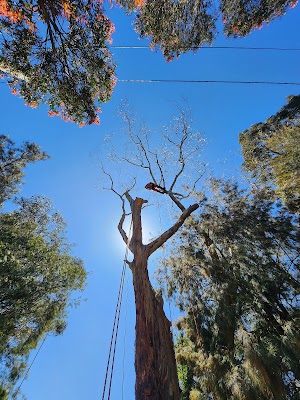 Hillside Tree Care photo 2