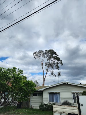 Hillside Tree Care photo 3