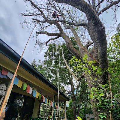 Hillside Tree Care project 6