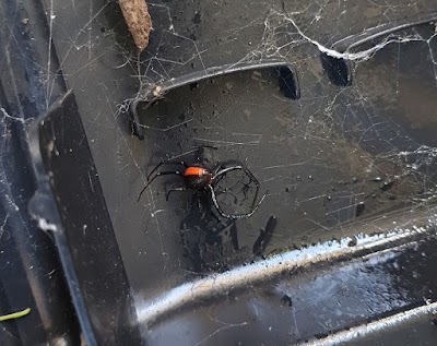 HomeMasters Pest Control work 4